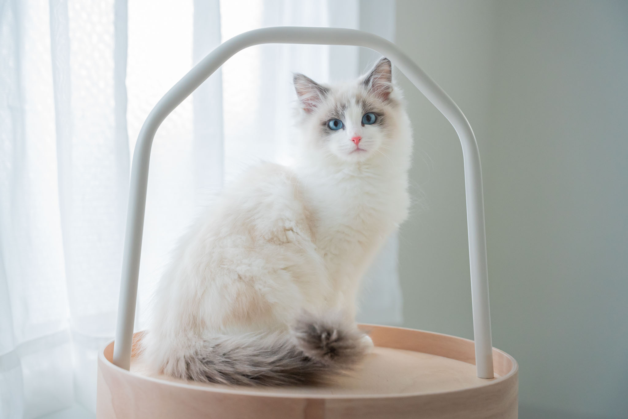 ラグドール子猫販売