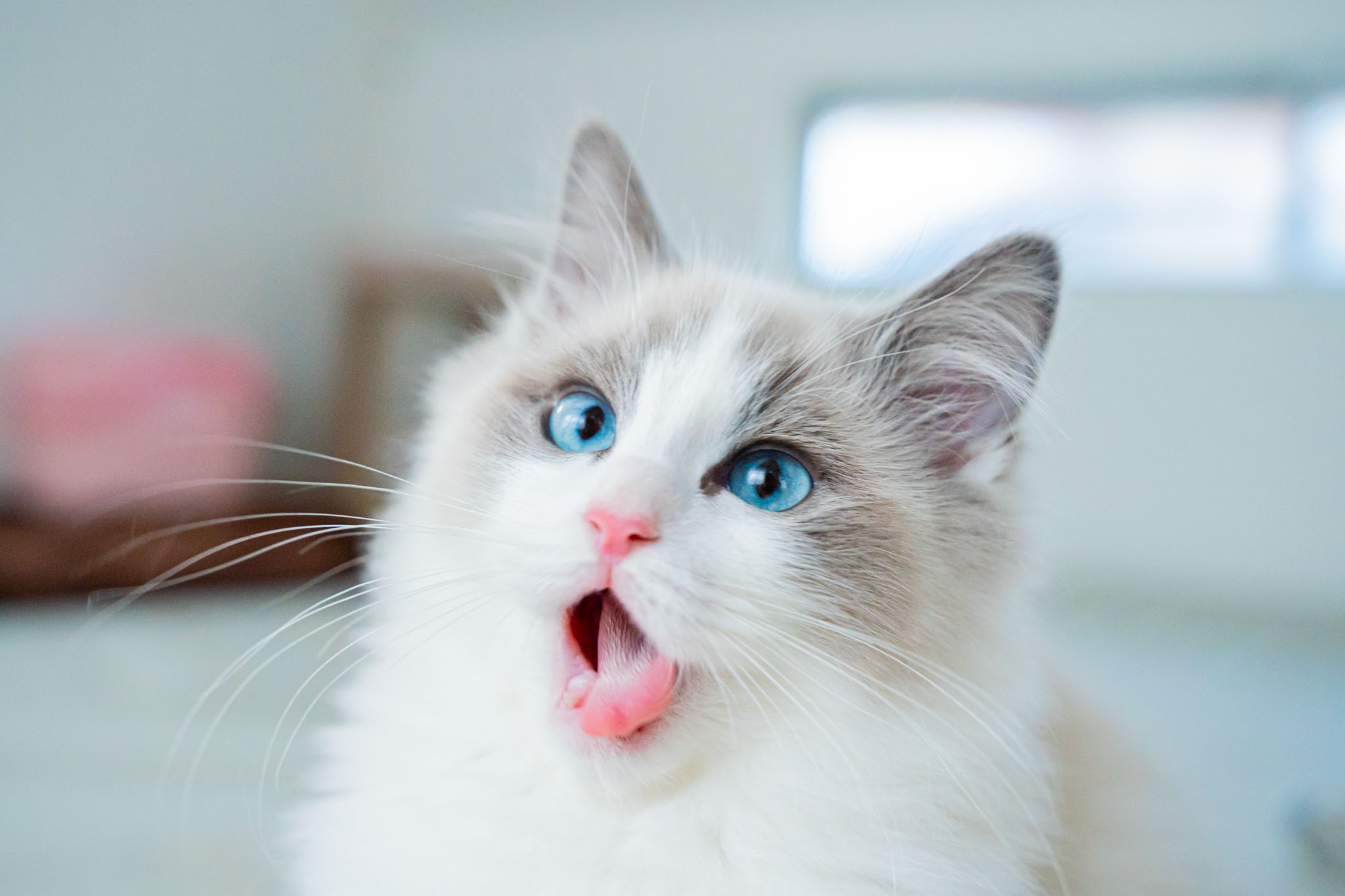 ラグドール子猫販売