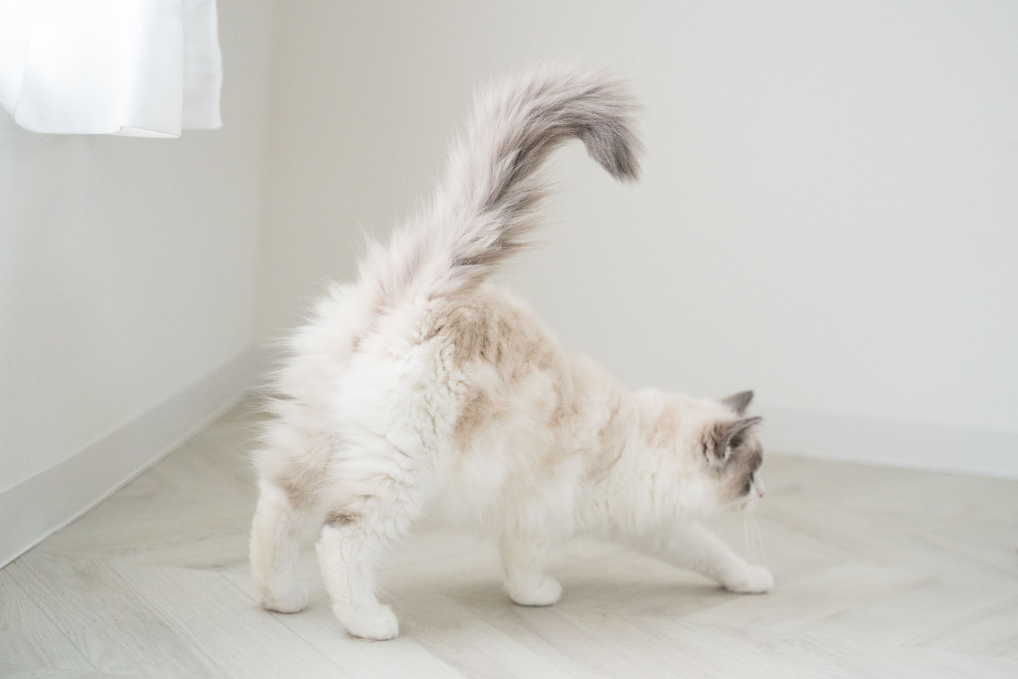 ラグドール子猫販売