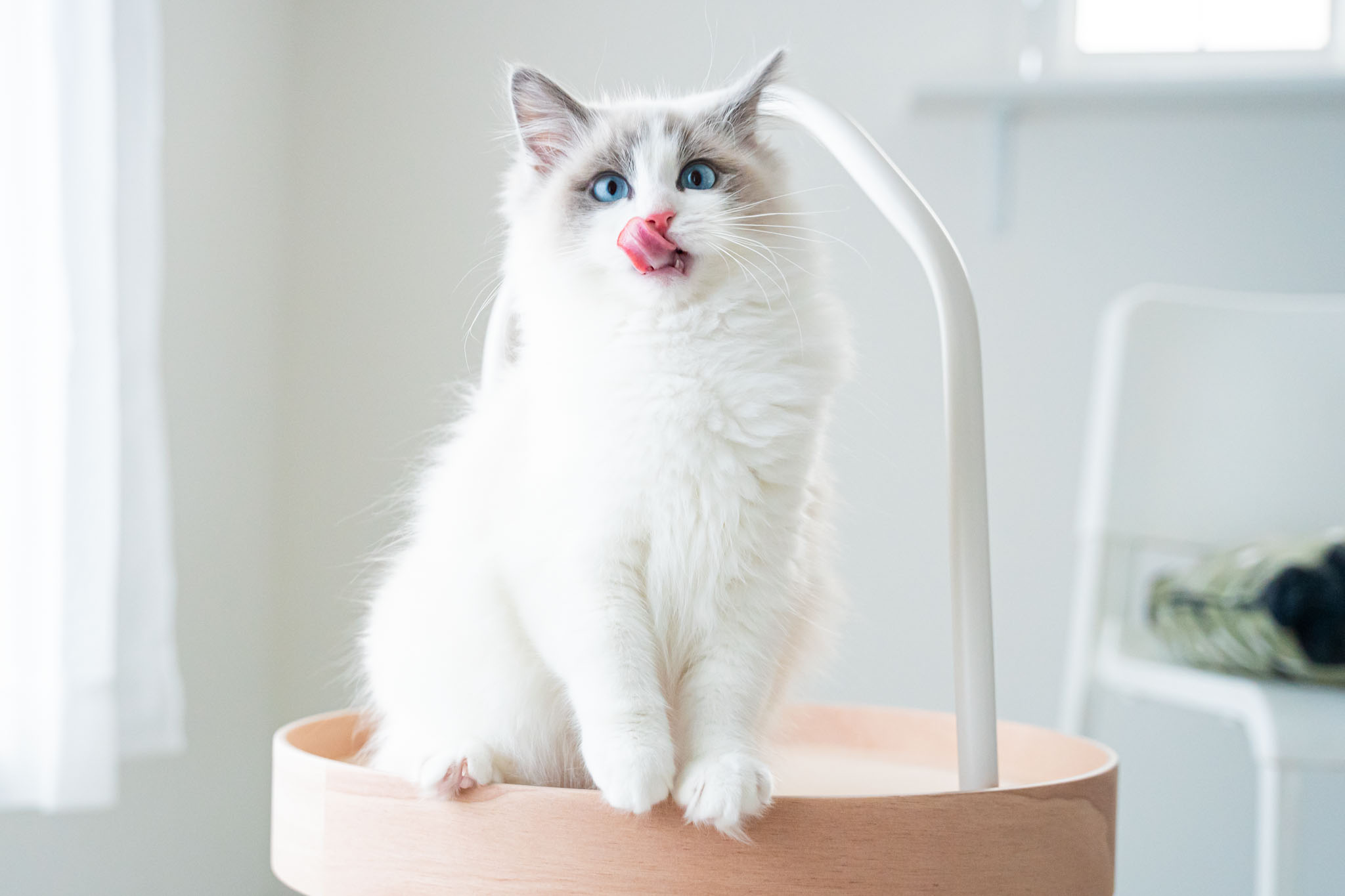 ラグドール子猫販売