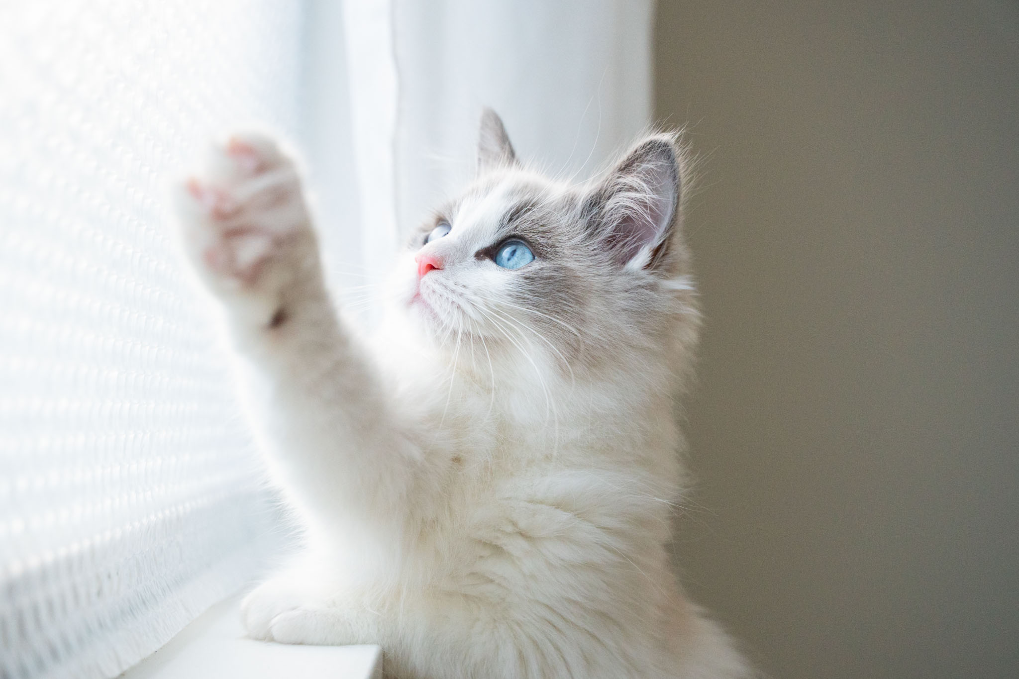 ラグドール子猫販売