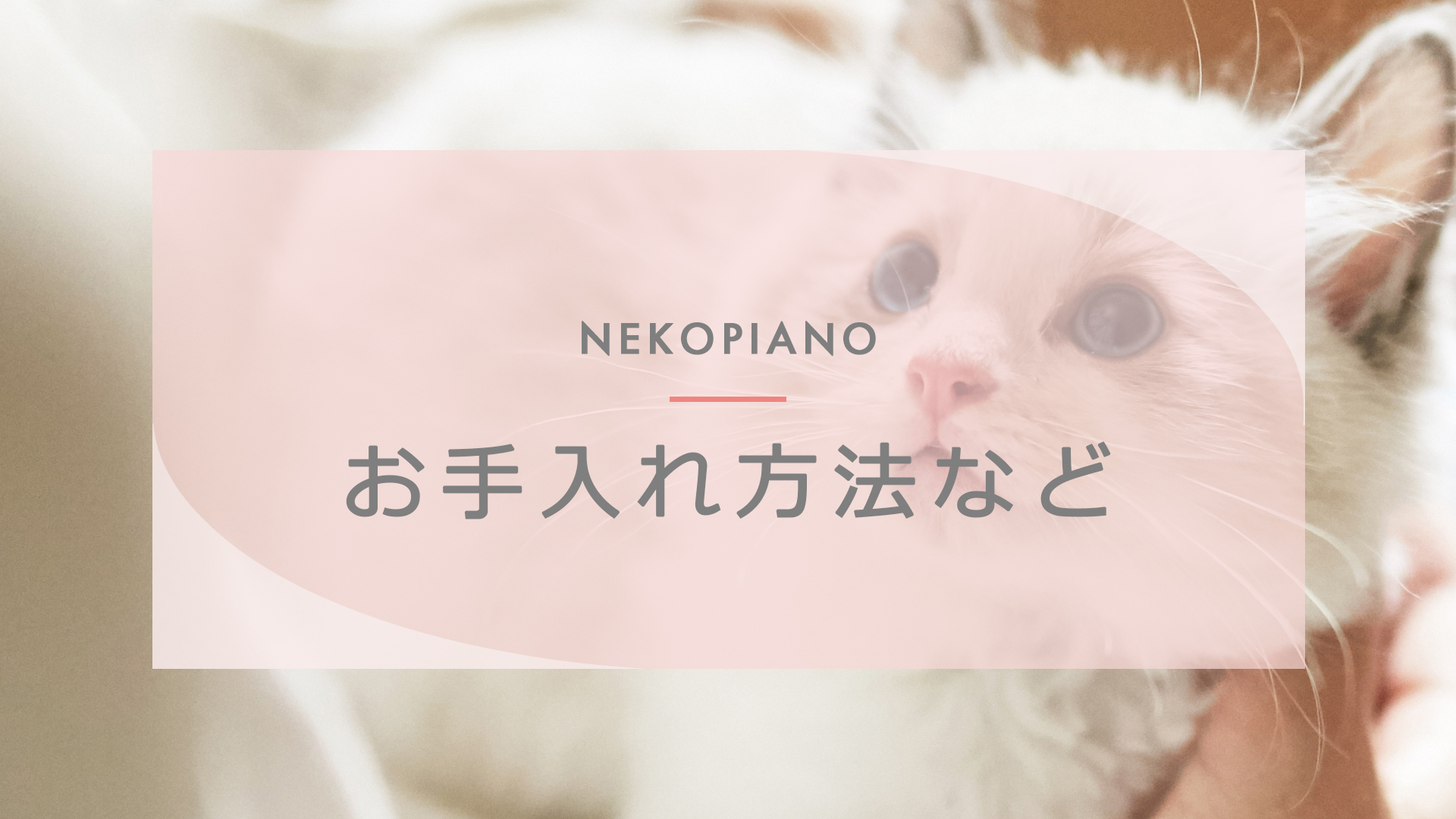 ラグドールお手入れ情報