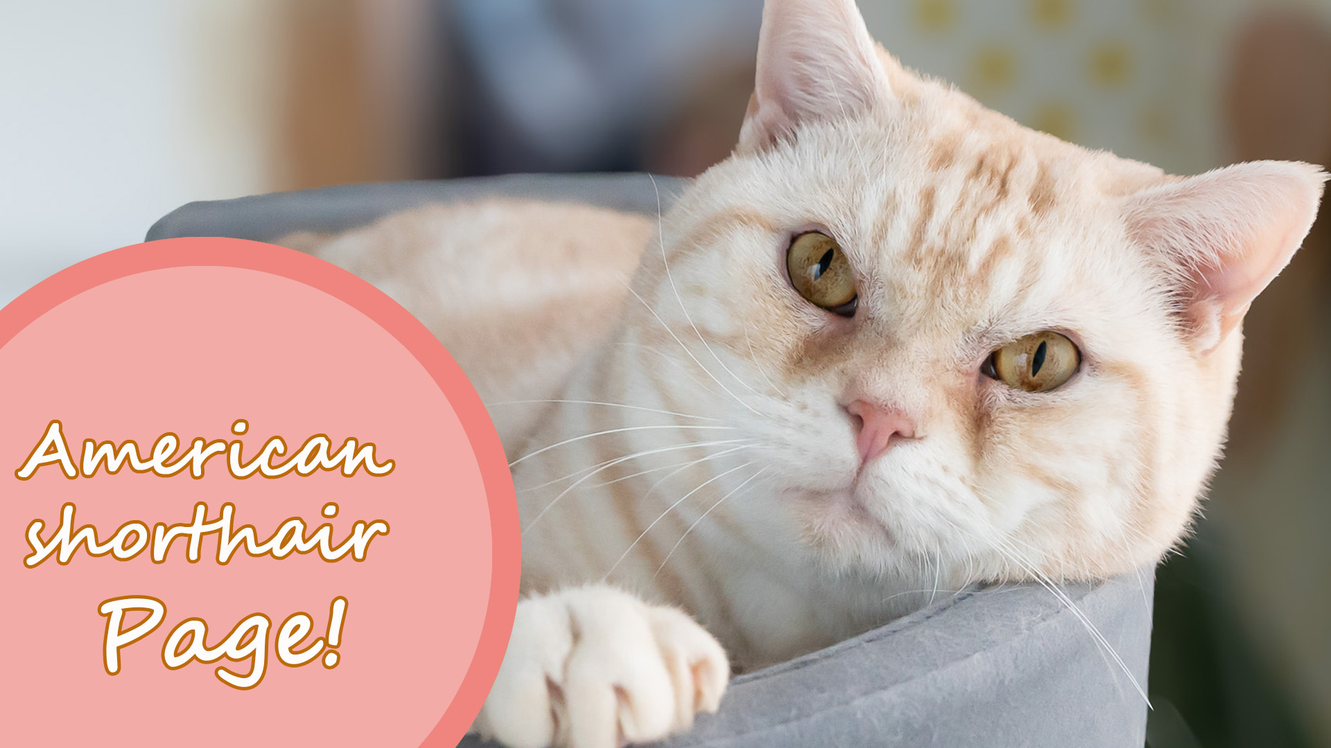 ラグドールブリーダーネコピアノのラグドール子猫情報