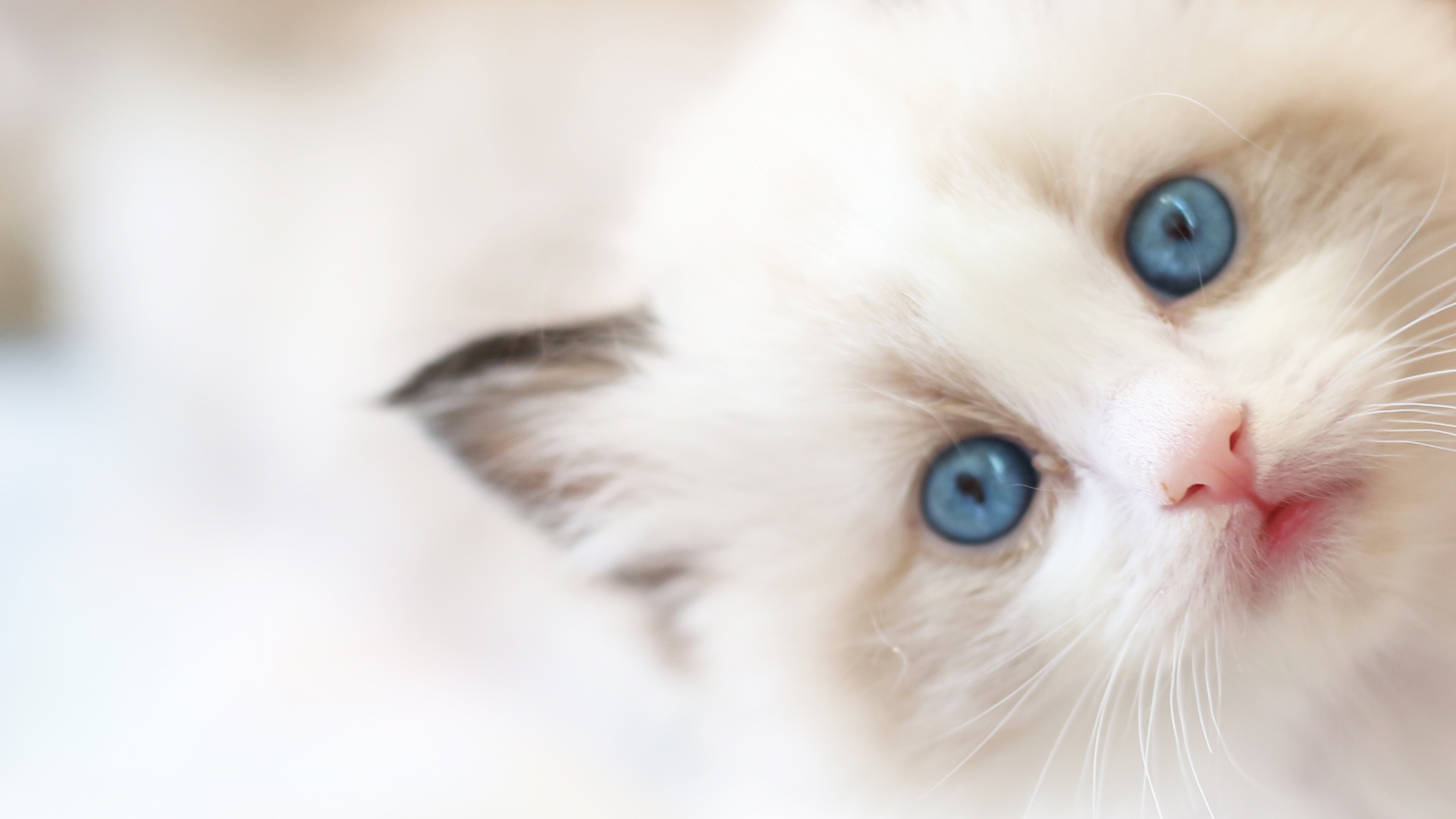 ラグドールブリーダーネコピアノのラグドール子猫情報