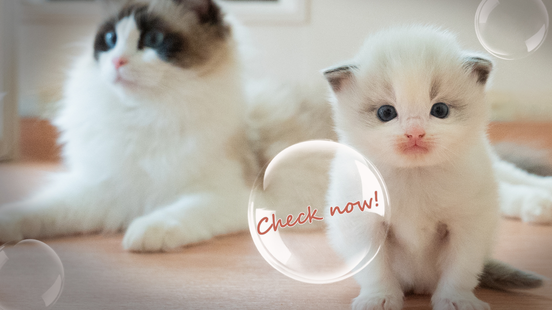 ラグドールブリーダーネコピアノのラグドール子猫情報