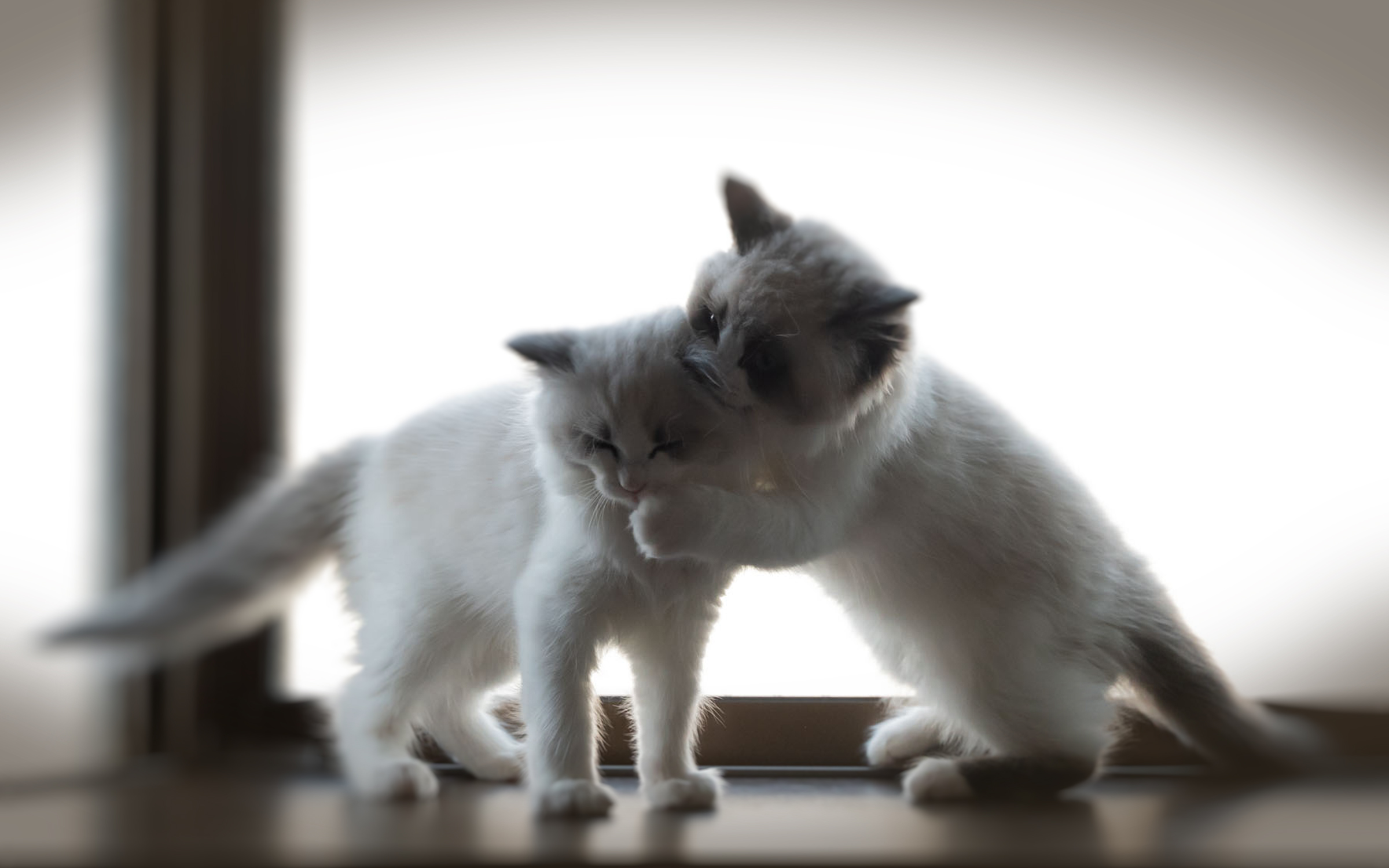 ラグドールブリーダー・ネコピアノの活動