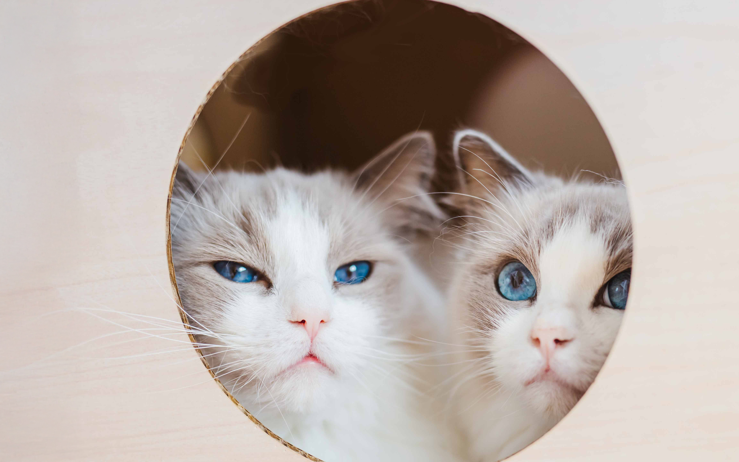 ラグドールブリーダー・ネコピアノの活動