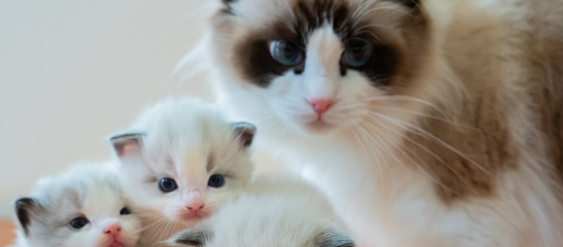 子猫販売譲渡条件