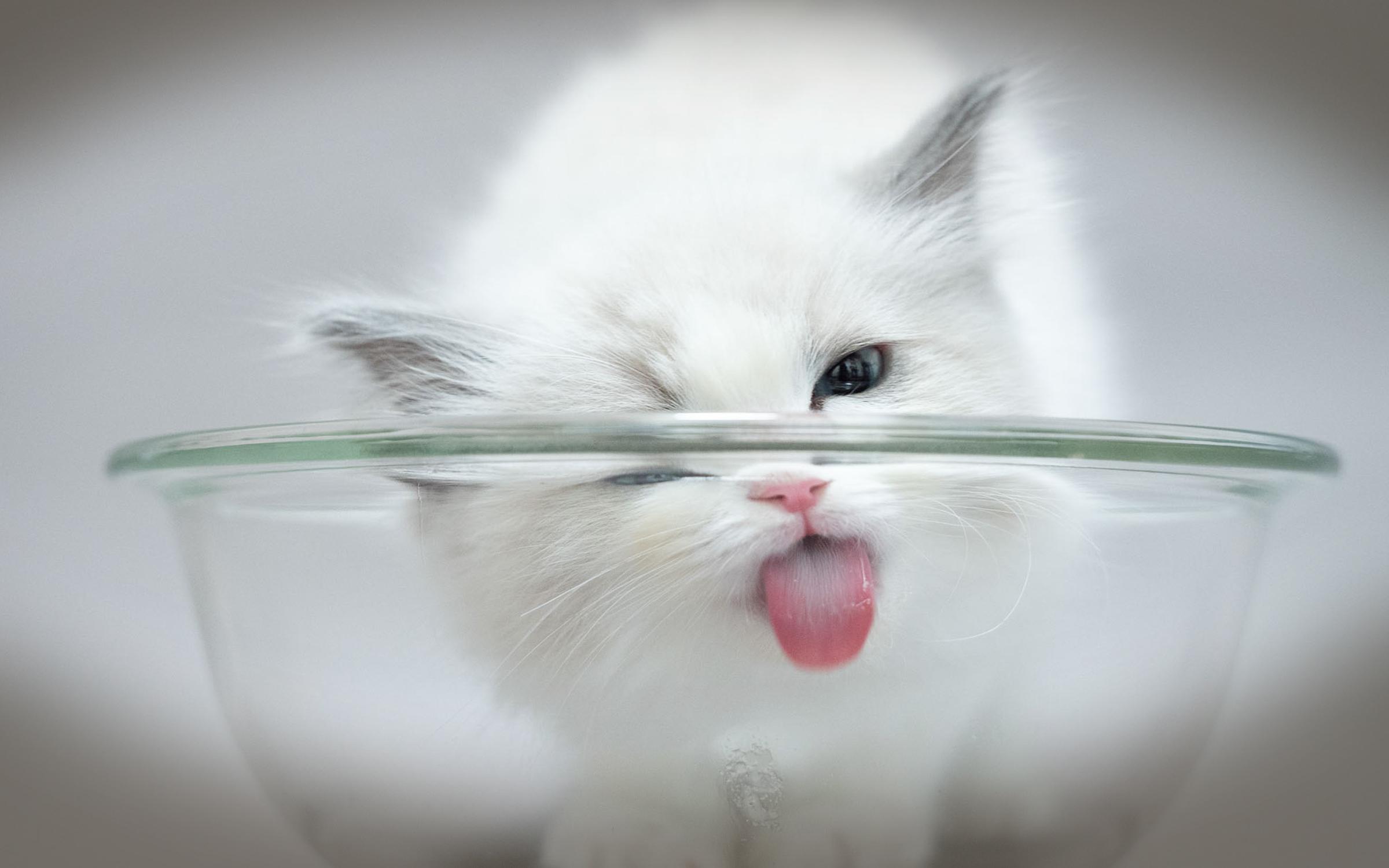 ご購入のながれ