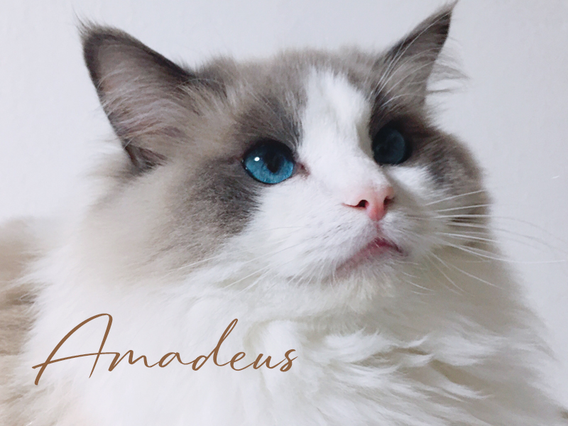 ラグドールブリーダーネコピアノのラグドール・アマデウス君