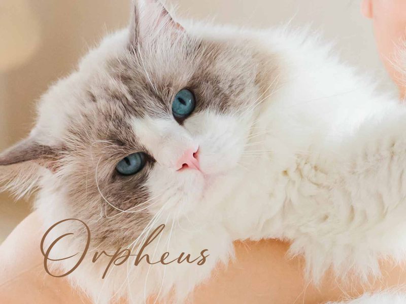 ラグドールブリーダーネコピアノのラグドール・オルフェウス君