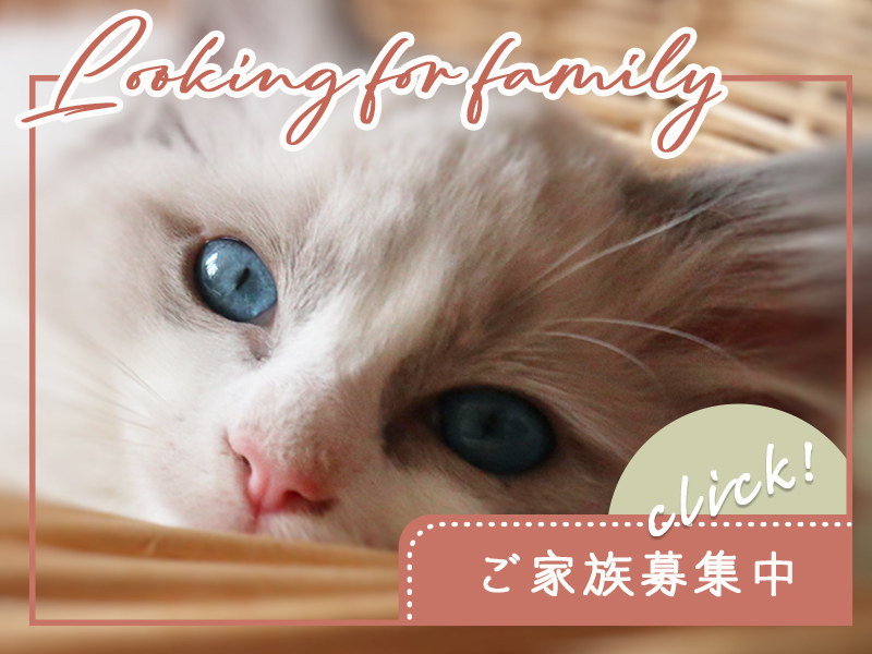 猫ブリーダーネコピアノのラグドール子猫情報