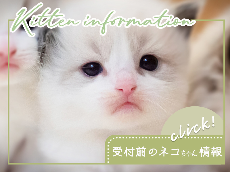 猫ブリーダーネコピアノの受付前のラグドール子猫情報