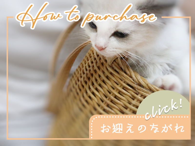 猫ブリーダーネコピアノのラグドールご購入のながれ