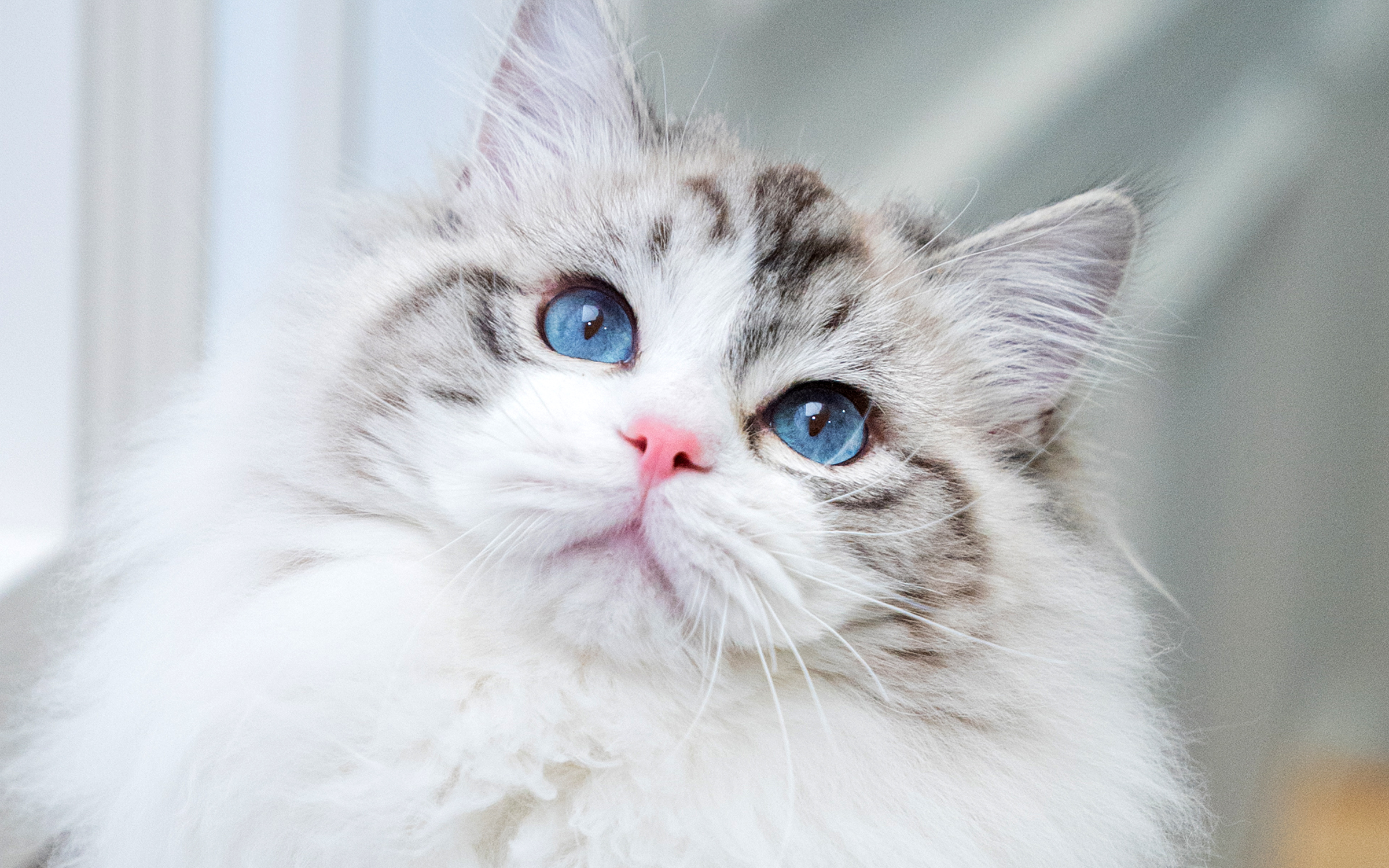 ネコピアノはラグドール専門ブリーダー