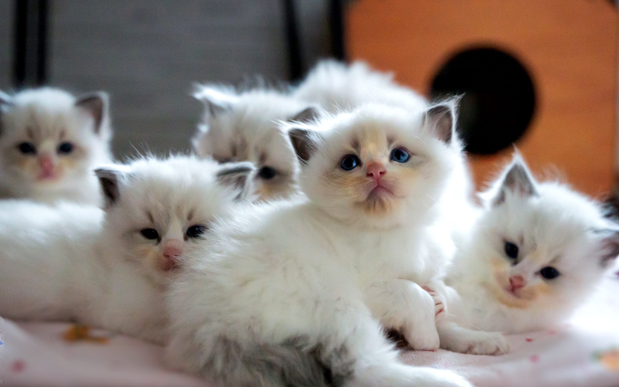 受付前のラグドール子猫の情報