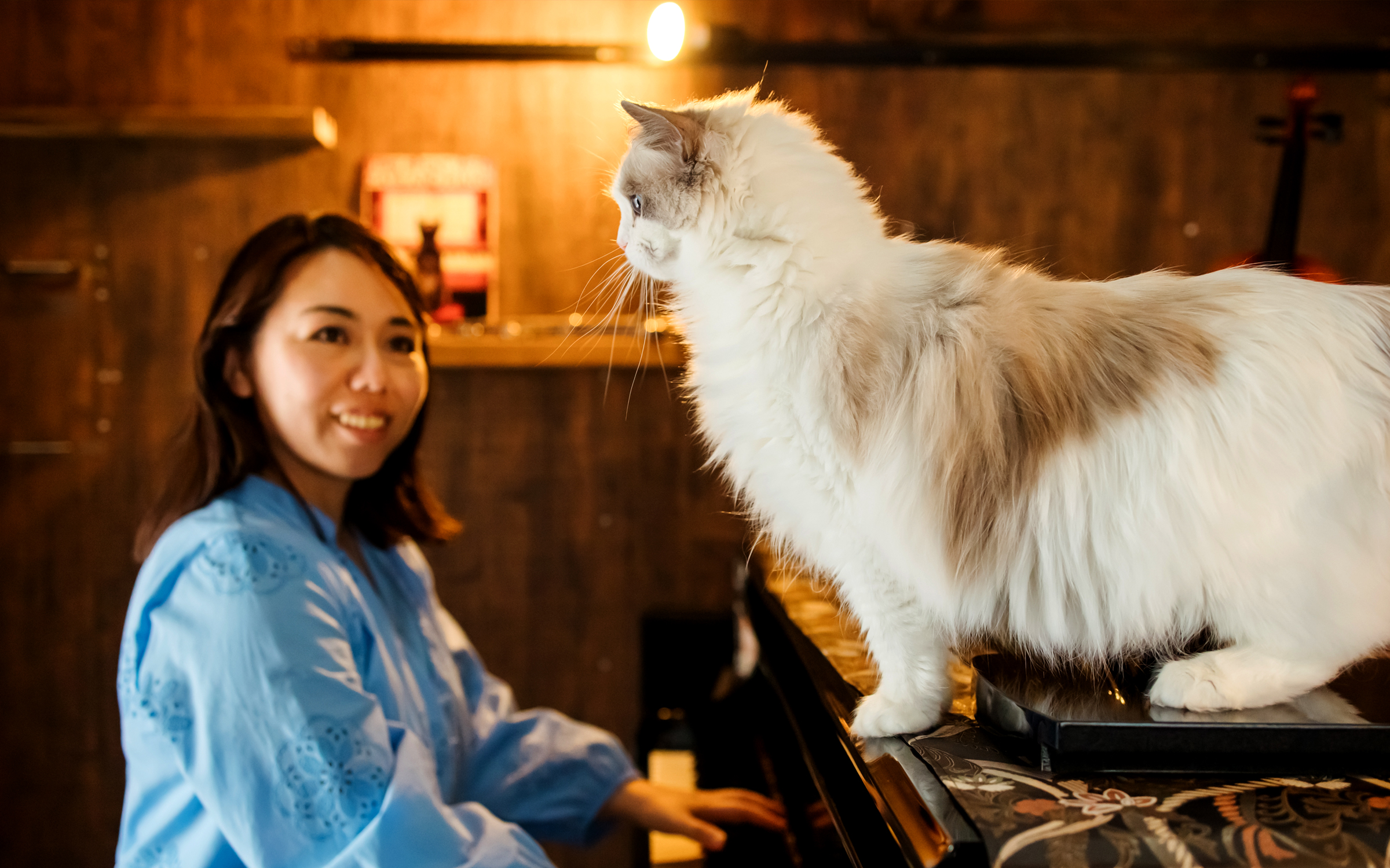 ネコピアノはラグドール専門ブリーダー