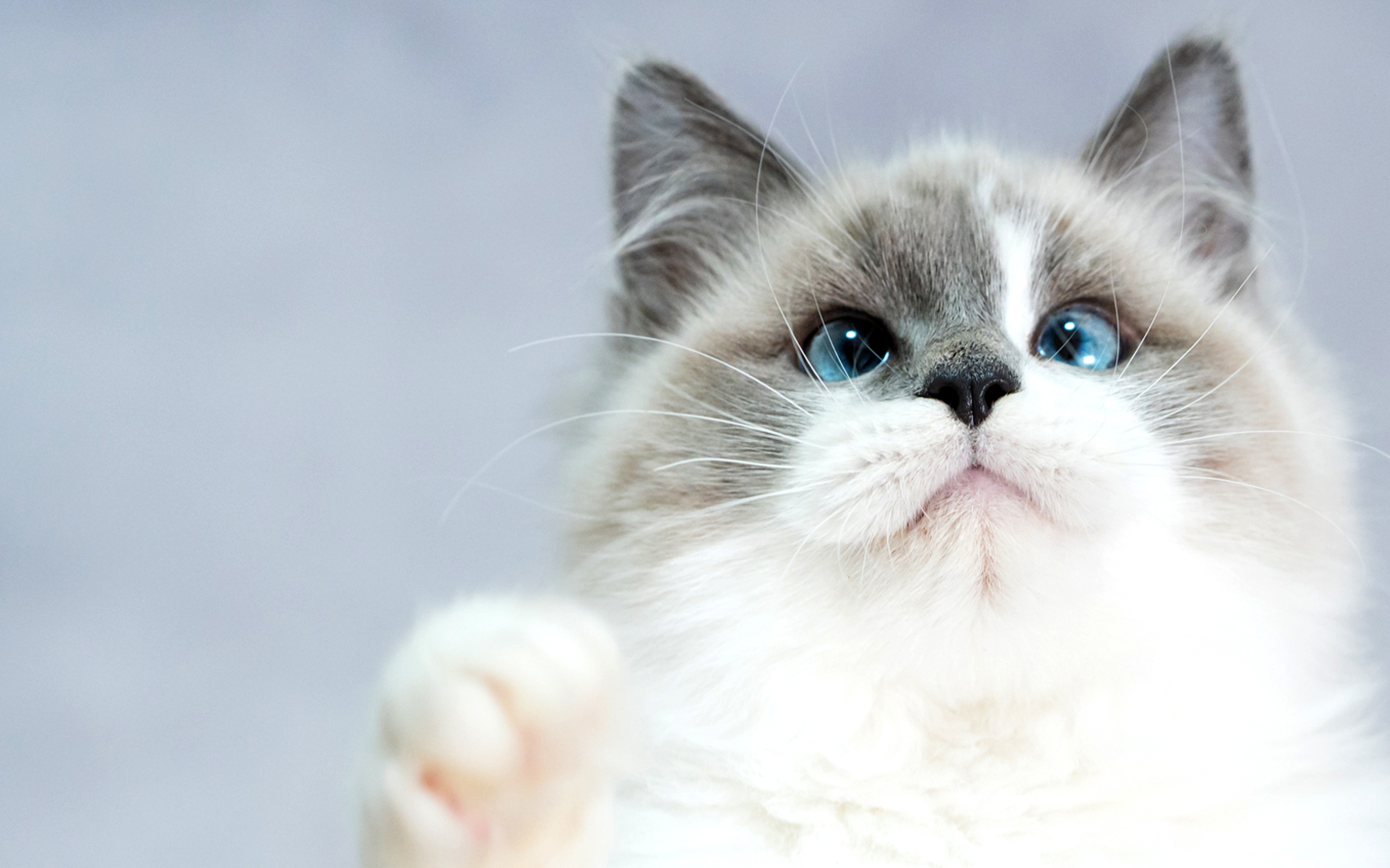 ご家族募集中のラグドール